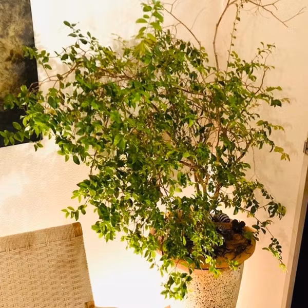 #52 観葉植物から聴いた話「ボクにだって可能性がある！」と叫ぶジャボチカバ