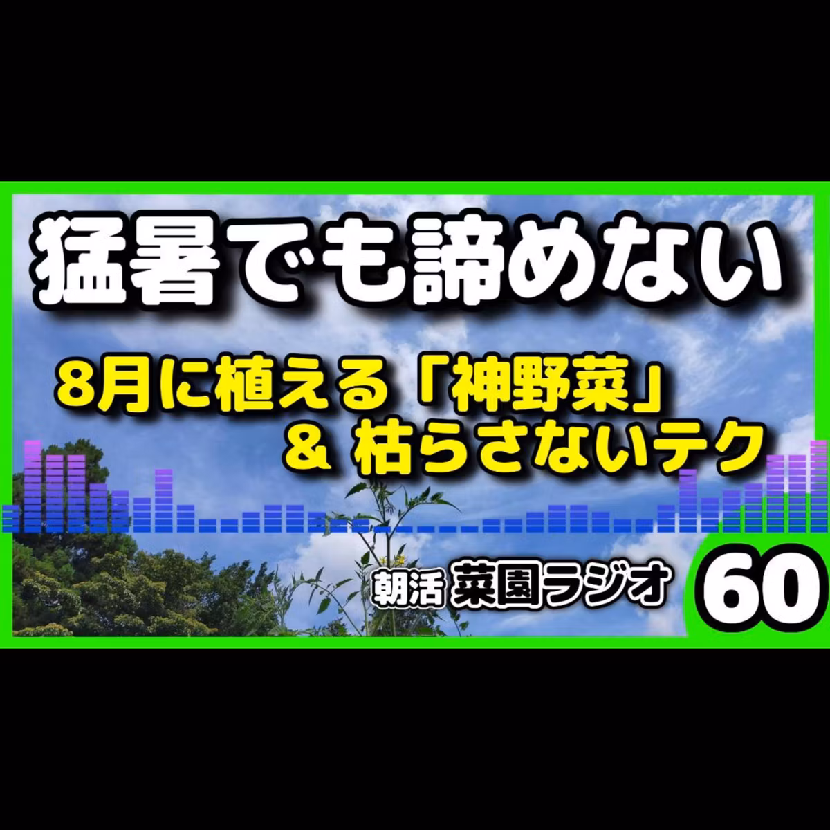 ＜8月植えOK＞猛暑で家庭菜園を諦めるな／100均アレで猛暑を乗り切る「空心菜＆インゲン」定植のリアル【朝活菜園ラジオ】