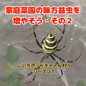 家庭菜園の味方益虫を増やそう・その２#65｜ごいち 家庭菜園がおもしろい シーズン１