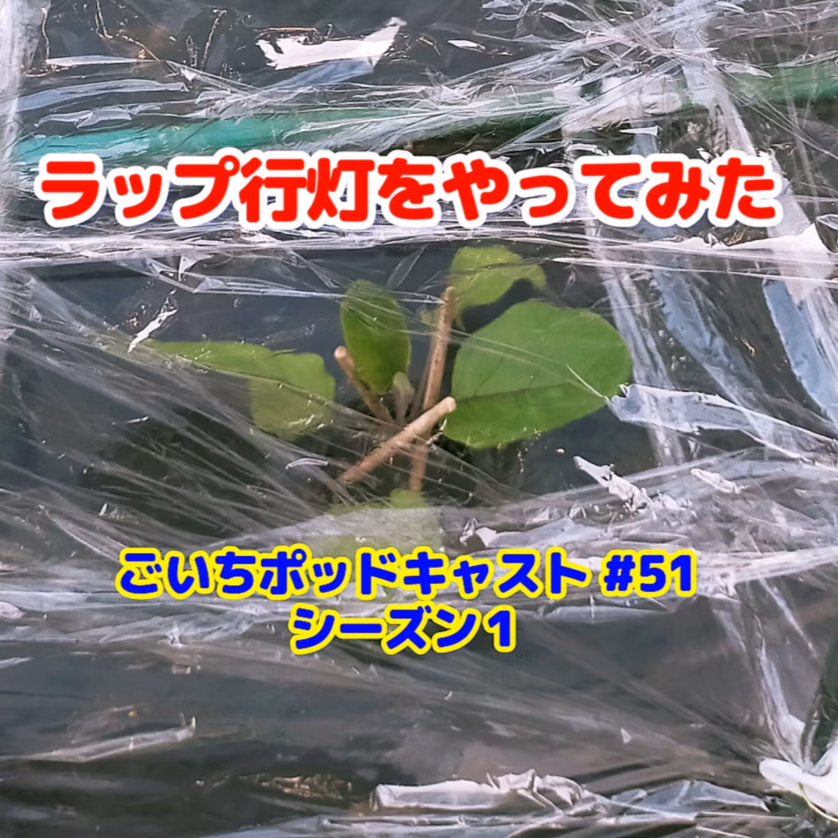 ラップ行灯をやってみた#51｜ごいち 家庭菜園がおもしろい シーズン１