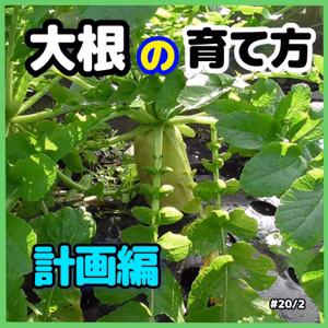 大根の育て方・計画編#31｜ごいち 家庭菜園がおもしろい シーズン２｜How to grow radishes and plan #podcast