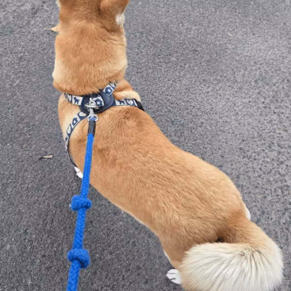 オサンポコーヒーとゆるキャン⛺🐶 ライブ