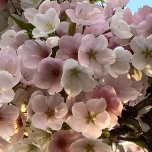 春の断捨離まつり🌸