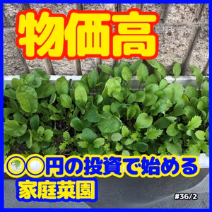 物価高、◯◯円の投資で始める家庭菜園36｜ごいち 家庭菜園がおもしろい シーズン２｜High prices, home vegetable garden starting with an investment of xx yen #podcast