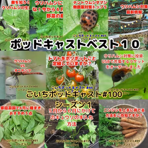 ポッドキャストベスト１０#100｜ごいち 家庭菜園がおもしろい シーズン１｜podcast best 10 #podcast