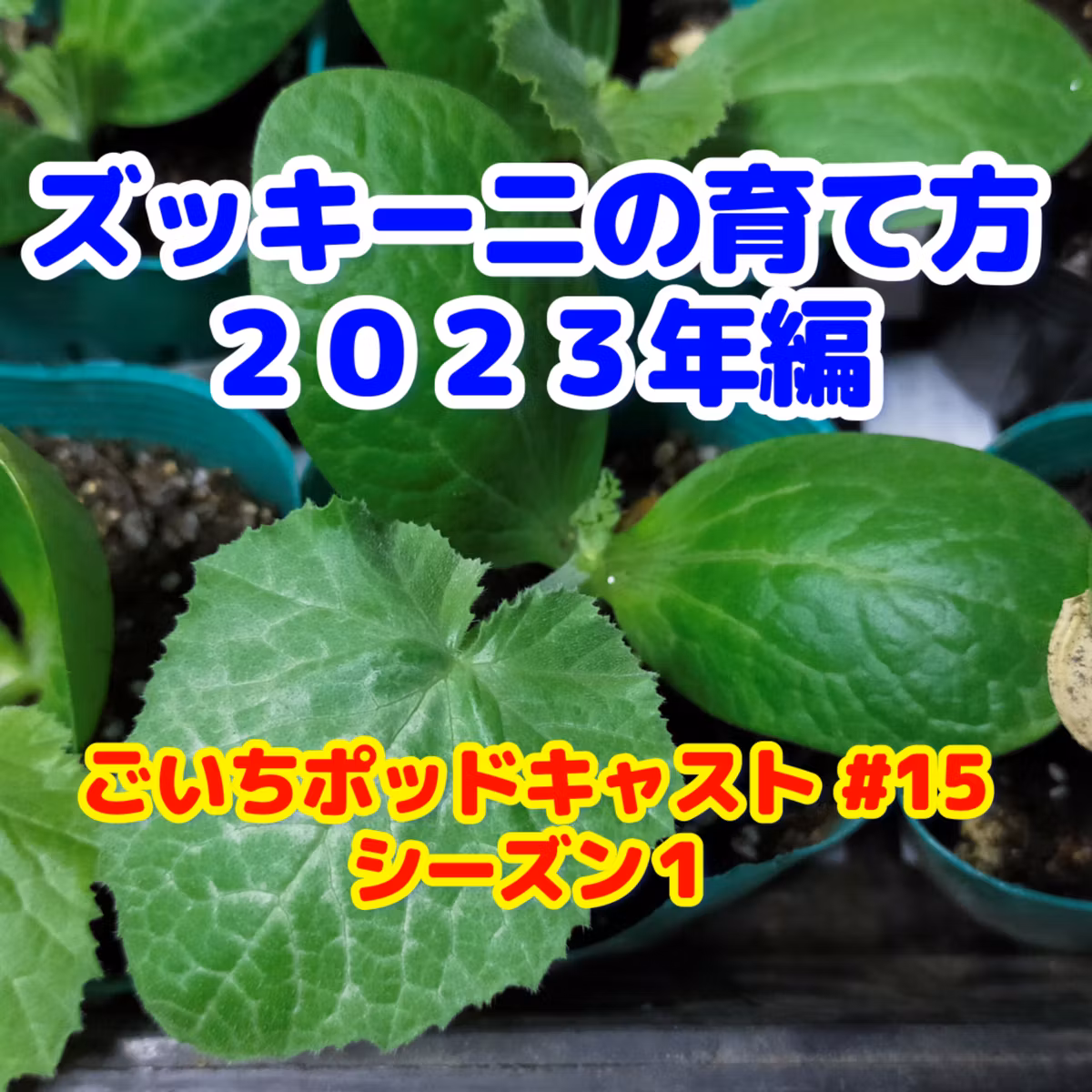 ズッキーニの育て方２０２３年編｜ごいちポッドキャスト#15｜家庭菜園がおもしろい シーズン１