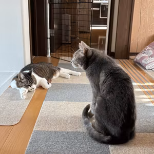 【昼ライブ】動物病院に行ってきた🐱🐱