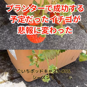 プランターで成功する予定だったイチゴが悲報に変わった#55｜ごいち 家庭菜園がおもしろい シーズン１
