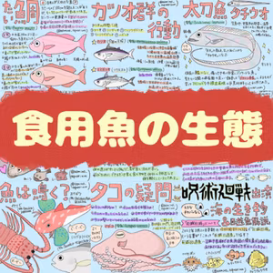 いまさら聞けない！食用魚の生態【ゲスト：蒼美莉（あおいみのり)さん】