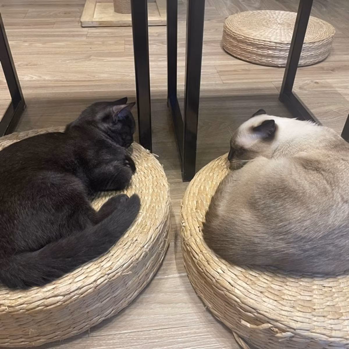 141/サバイバー、国連、猫カフェ