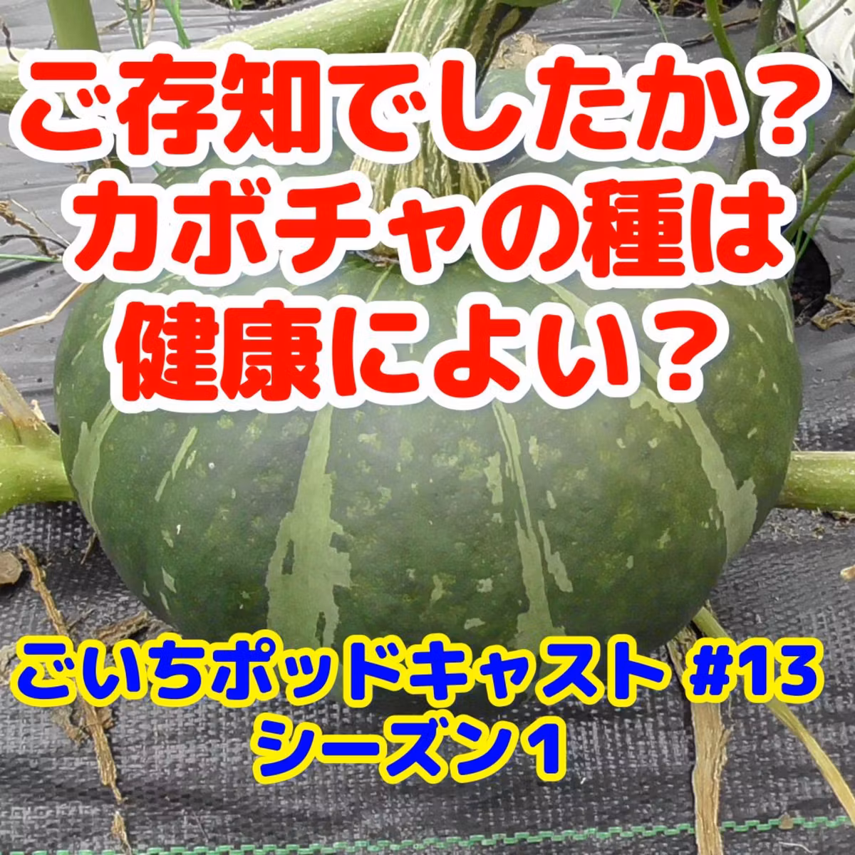 ご存知でしたか？かぼちゃの種は健康によい｜ごいちポッドキャスト#13｜家庭菜園がおもしろい シーズン１