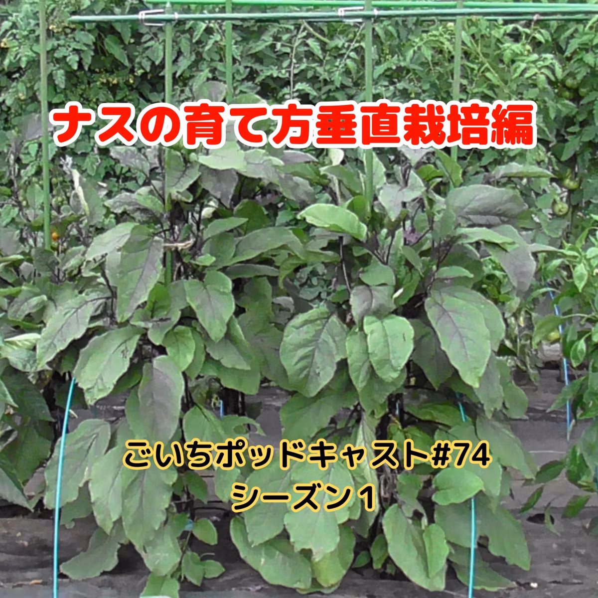 【ナスの育て方垂直栽培編#74｜ごいち 家庭菜園がおもしろい シーズン１｜ How to grow eggplants Vertical cultivation #podcast
