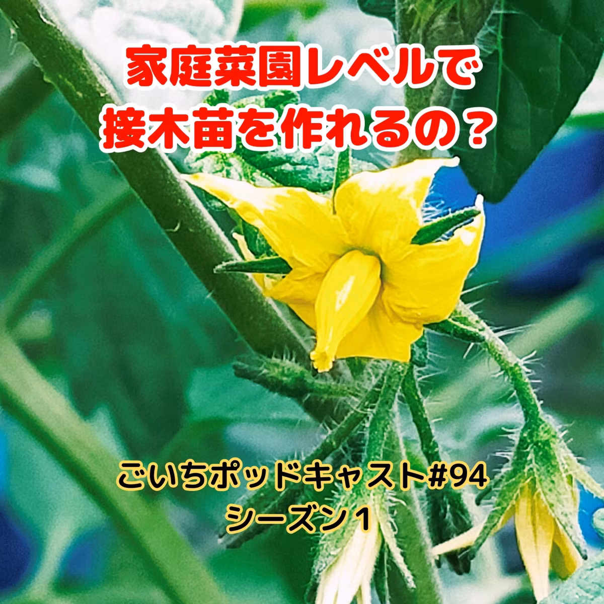 家庭菜園レベルで接木苗を作れるの？#94｜ごいち 家庭菜園がおもしろい シーズン１｜Do you know? grafted seedling #podcast