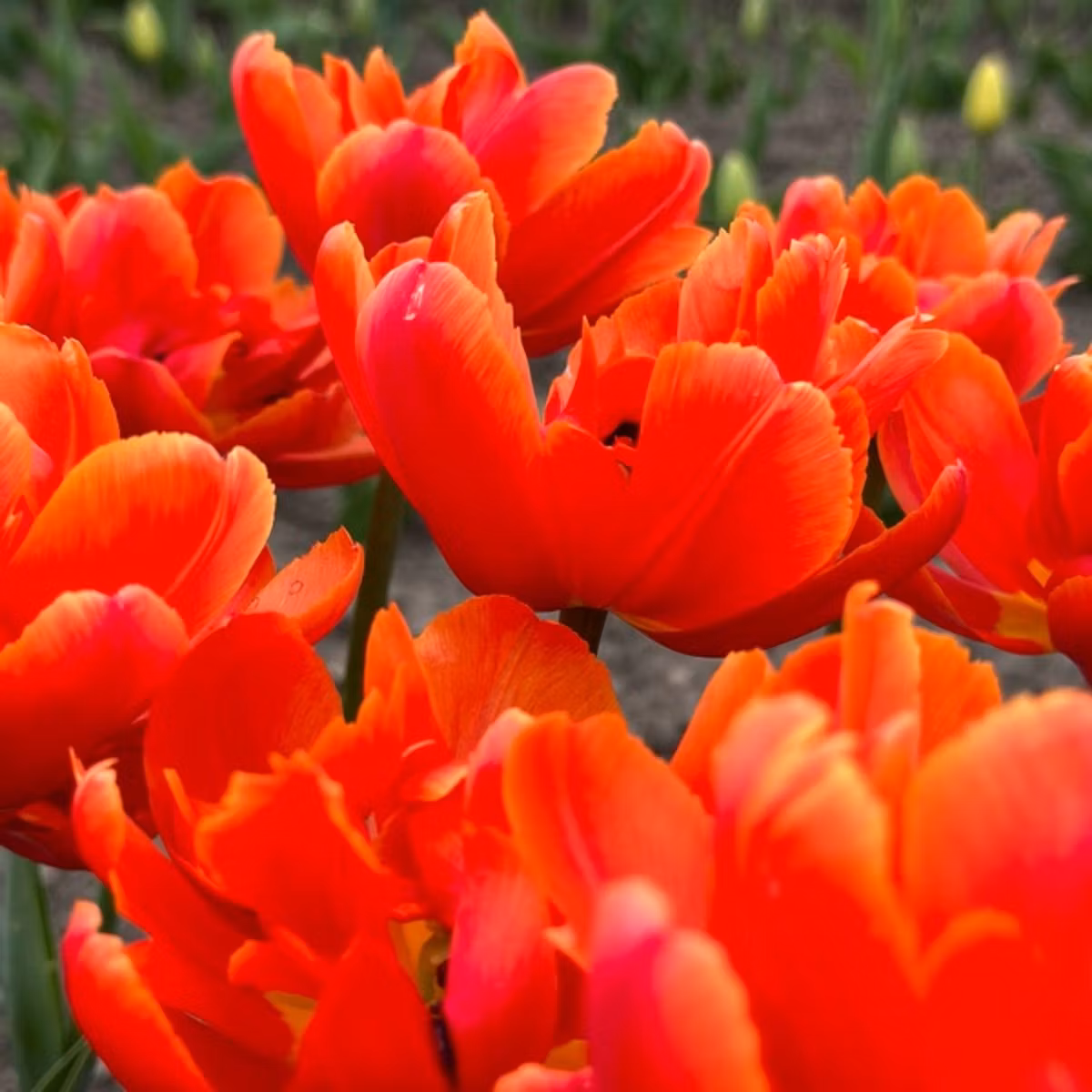 2023.5.12 今夜の告知とぜーきんの話