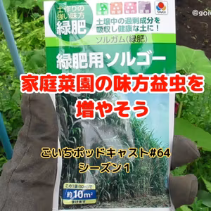 家庭菜園の味方益虫を増やそう#64｜ごいち 家庭菜園がおもしろい シーズン１｜Let's increase the friendly insects in the kitchen garden #podcast