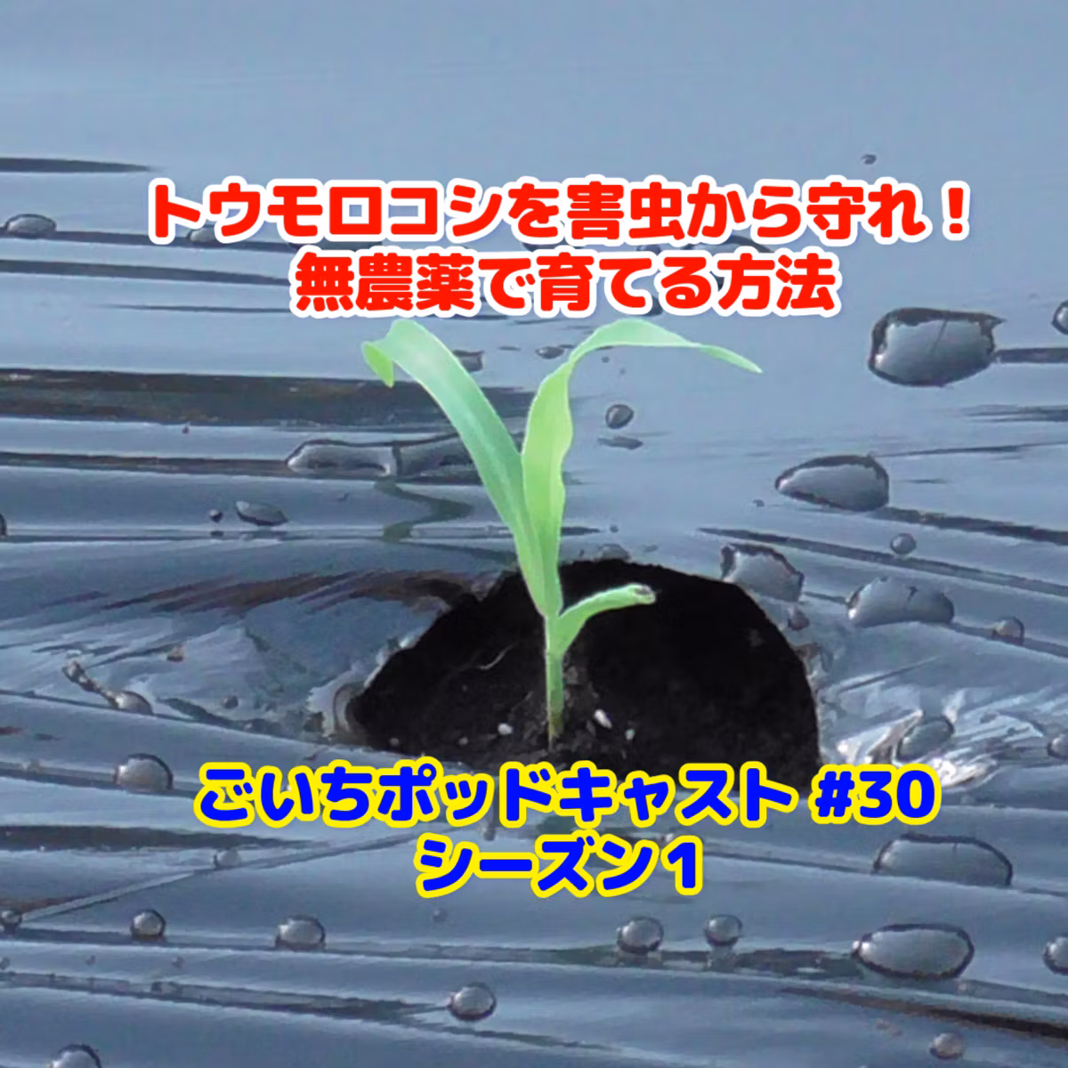 トウモロコシを害虫から守れ！無農薬で育てる方法#30｜家庭菜園がおもしろい シーズン１