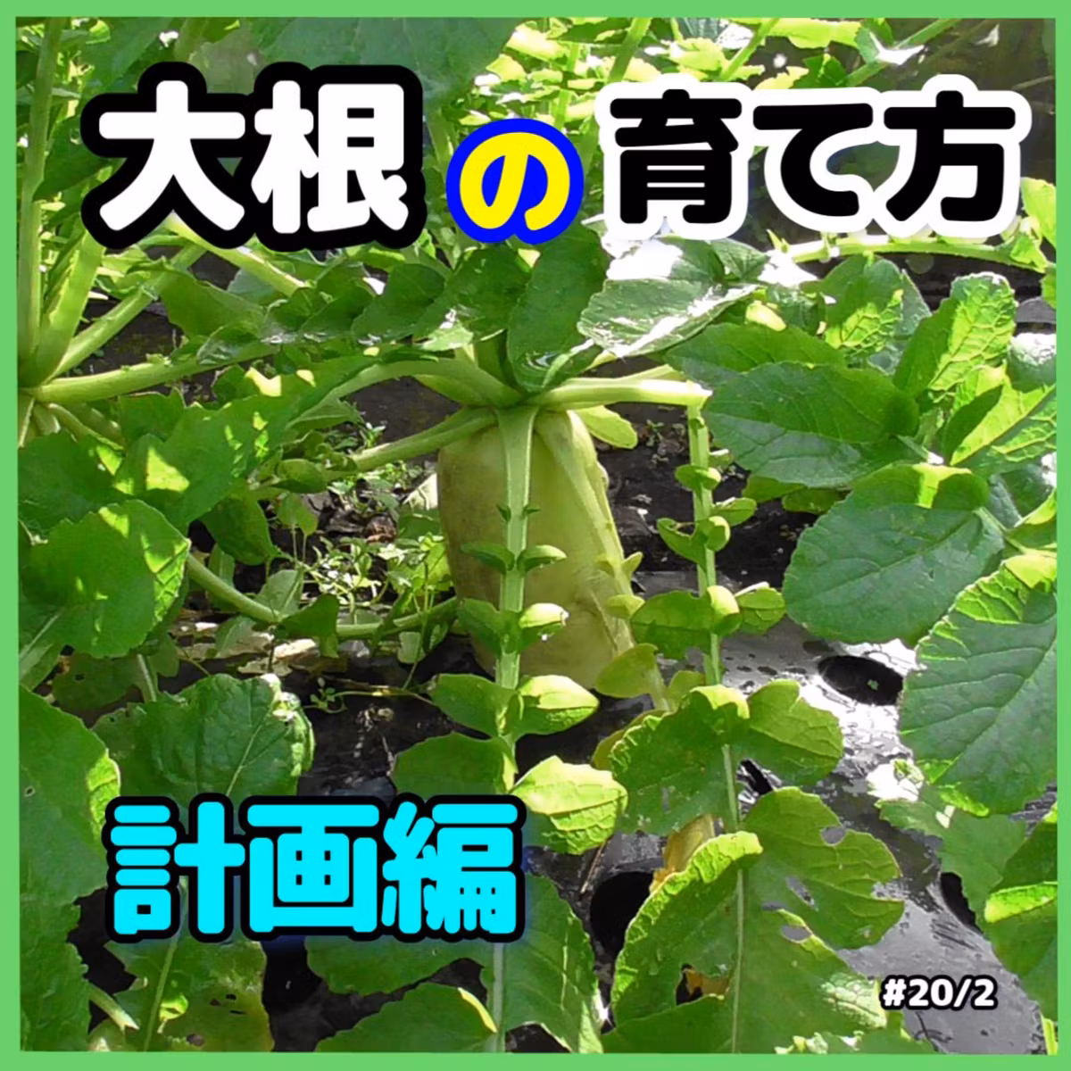 大根の育て方・計画編#31｜ごいち 家庭菜園がおもしろい シーズン２｜How to grow radishes and plan #podcast