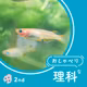 伝えるためのスケッチ【5年 魚のたんじょう】#177
