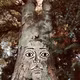 EP67 木霊（Kodama ＝ Tree spirit）
