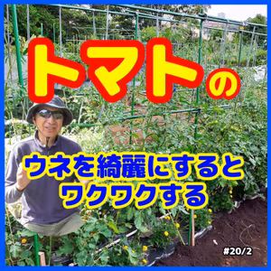 トマトのウネを綺麗にしておくべき理由#20｜ごいち 家庭菜園がおもしろい シーズン２｜Why You Should Keep Tomato Ribs Clean #podcast