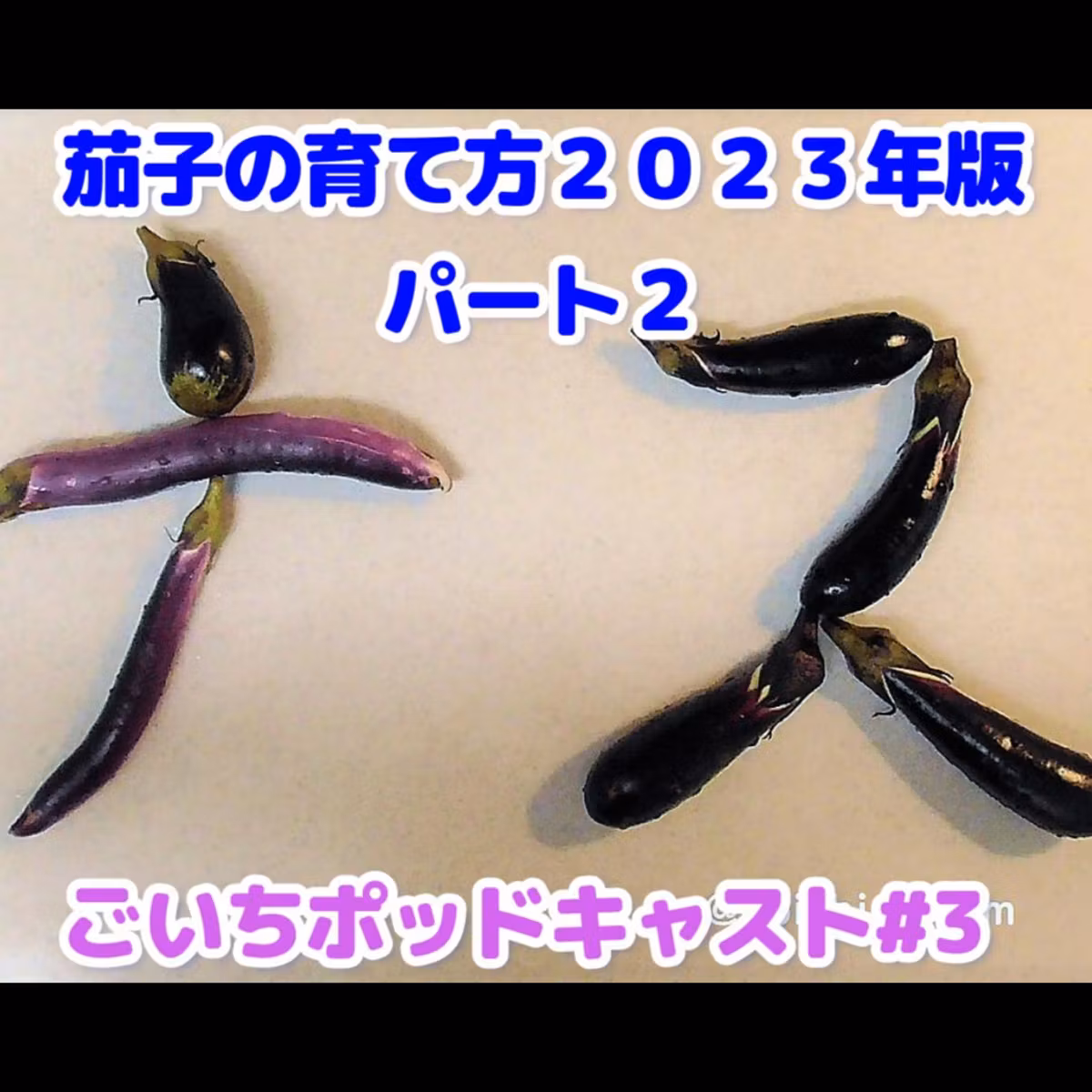 茄子の育て方・パート２　２０２３年版｜ごいちポッドキャスト#3｜家庭菜園がおもしろい シーズン１