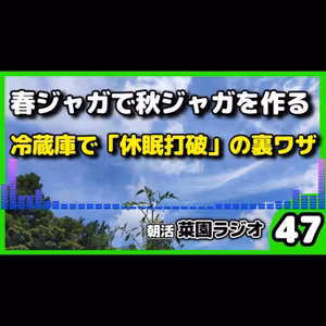 ＜秋じゃが栽培＞春ジャガを秋の種芋に、？休眠打破で秋ジャガイモ栽培を大成功させる秘訣【朝活菜園ラジオ】
