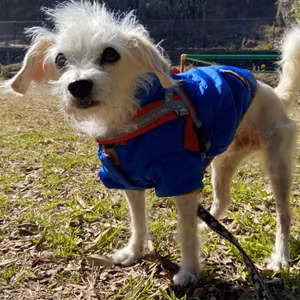 シニア犬と暮らすということ🐶今日も10分ライブ