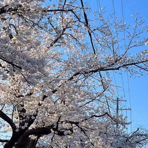桜のエネルギーは高い