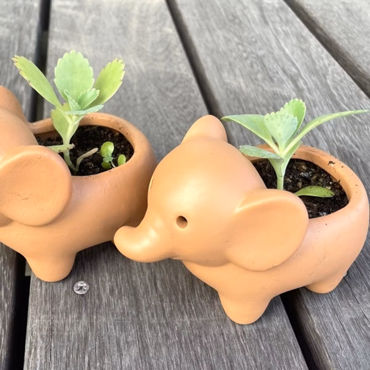 #57　小さな植物から聴いた話：子宝草の予言
