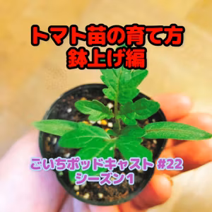 トマト苗の育て方・鉢上げ編#22｜家庭菜園がおもしろい シーズン１