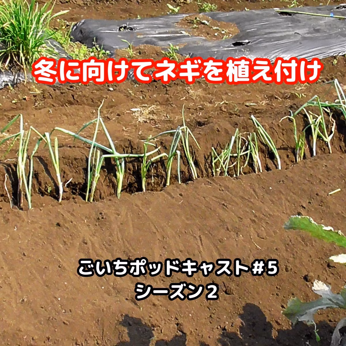 冬に向けてネギを植え付けます#5｜ごいち 家庭菜園がおもしろい シーズン２｜plant leeks for winter #podcast
