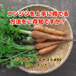 ニンジンを上手に育てる方法をご存知ですか？#89｜ごいち 家庭菜園がおもしろい シーズン１｜Do you know how to grow carrots successfully? #podcast