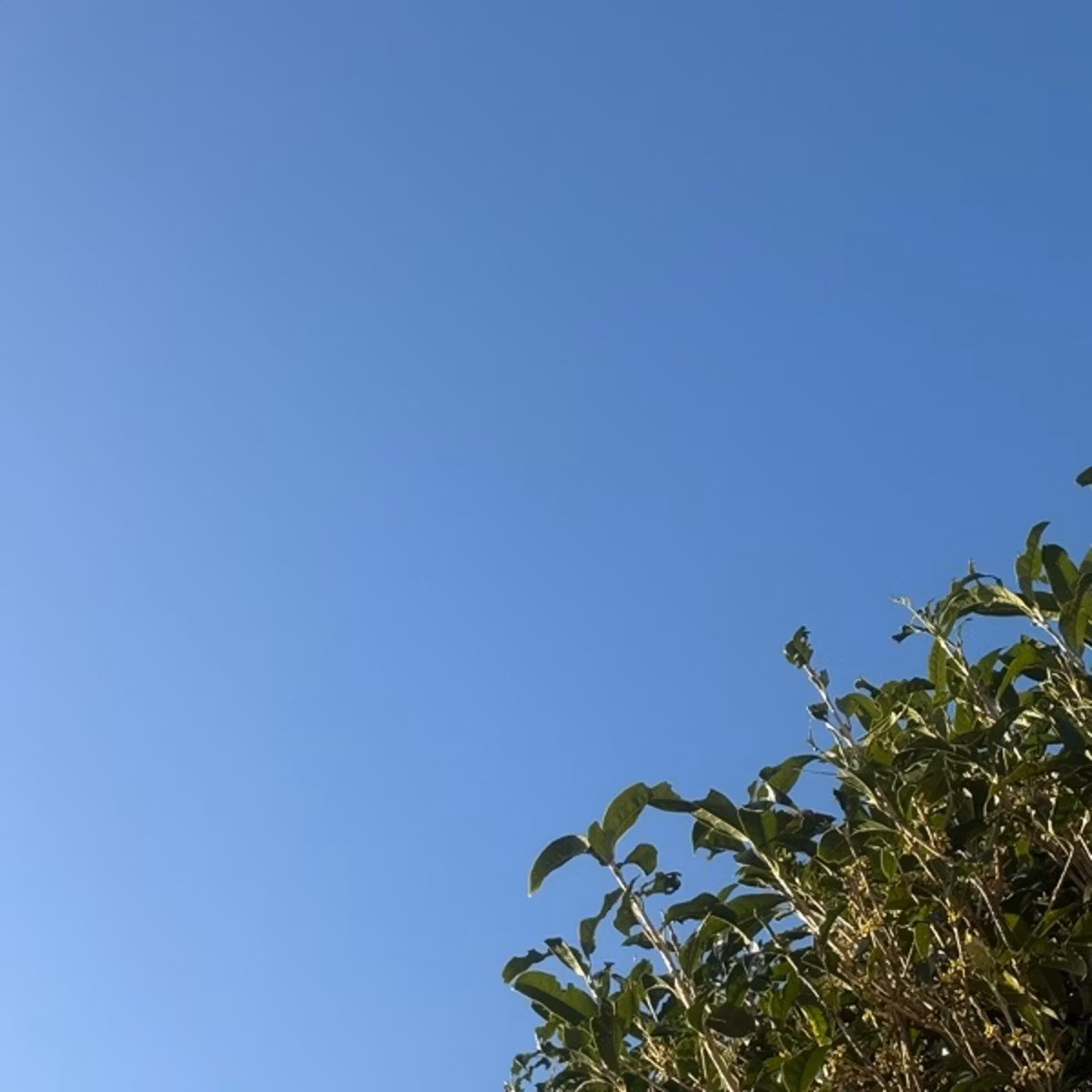 秋はどこに行ったのか🍂そよラジオ第451回2026/10/21
