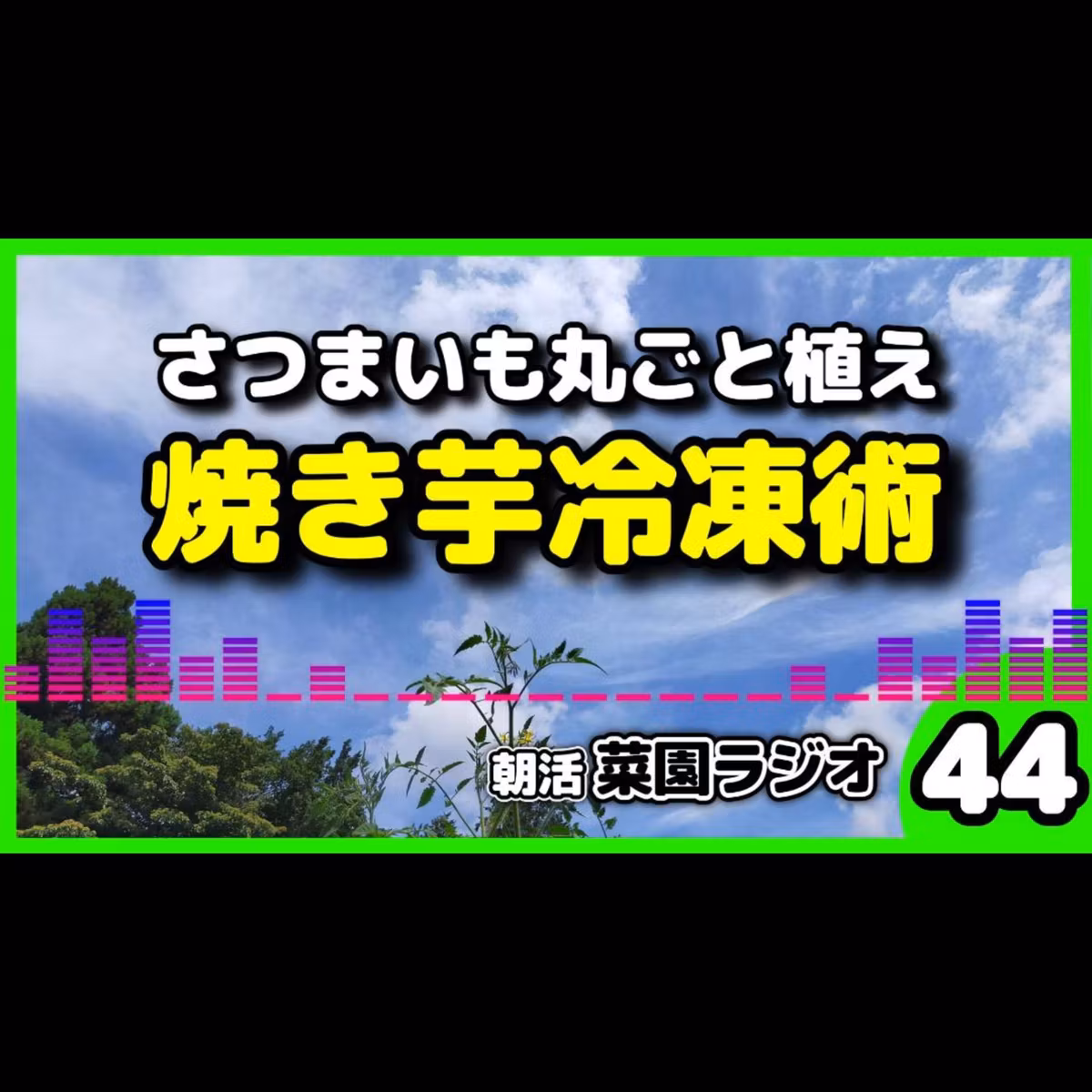 ＜さつまいも栽培＞目指せ1箇所10個収穫！劇的に甘くする「焼き芋冷凍＆復活術」【朝活菜園ラジオ】