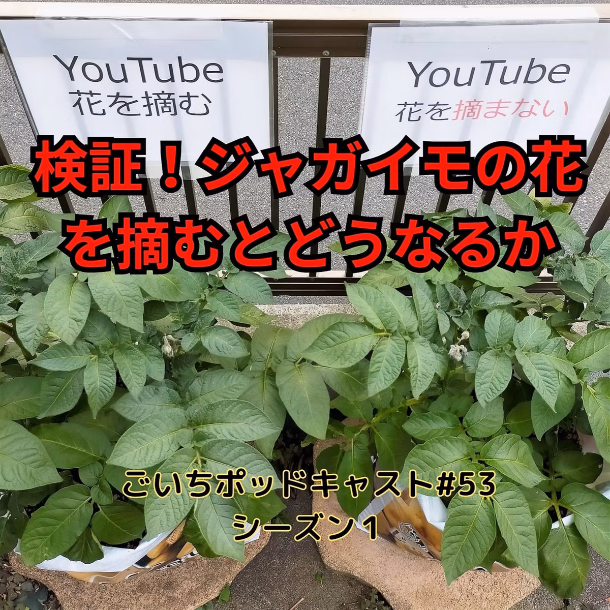 検証！ジャガイモの花を摘むべきか#53｜ごいち 家庭菜園がおもしろい シーズン１