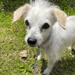 《愛犬日記》愛犬が教えてくれる色んなこと。目的地まで少しだけ。