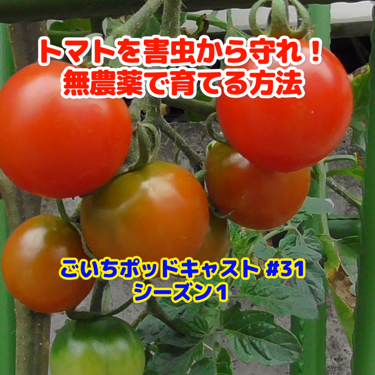 トマトを害虫から守れ！無農薬で育てる方法#31｜家庭菜園がおもしろい シーズン１