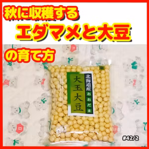 秋に収穫するエダマメと大豆の育て方｜ごいち 家庭菜園がおもしろい シーズン2(42)｜How to grow edamame and soybeans harvested in autumn #podcast