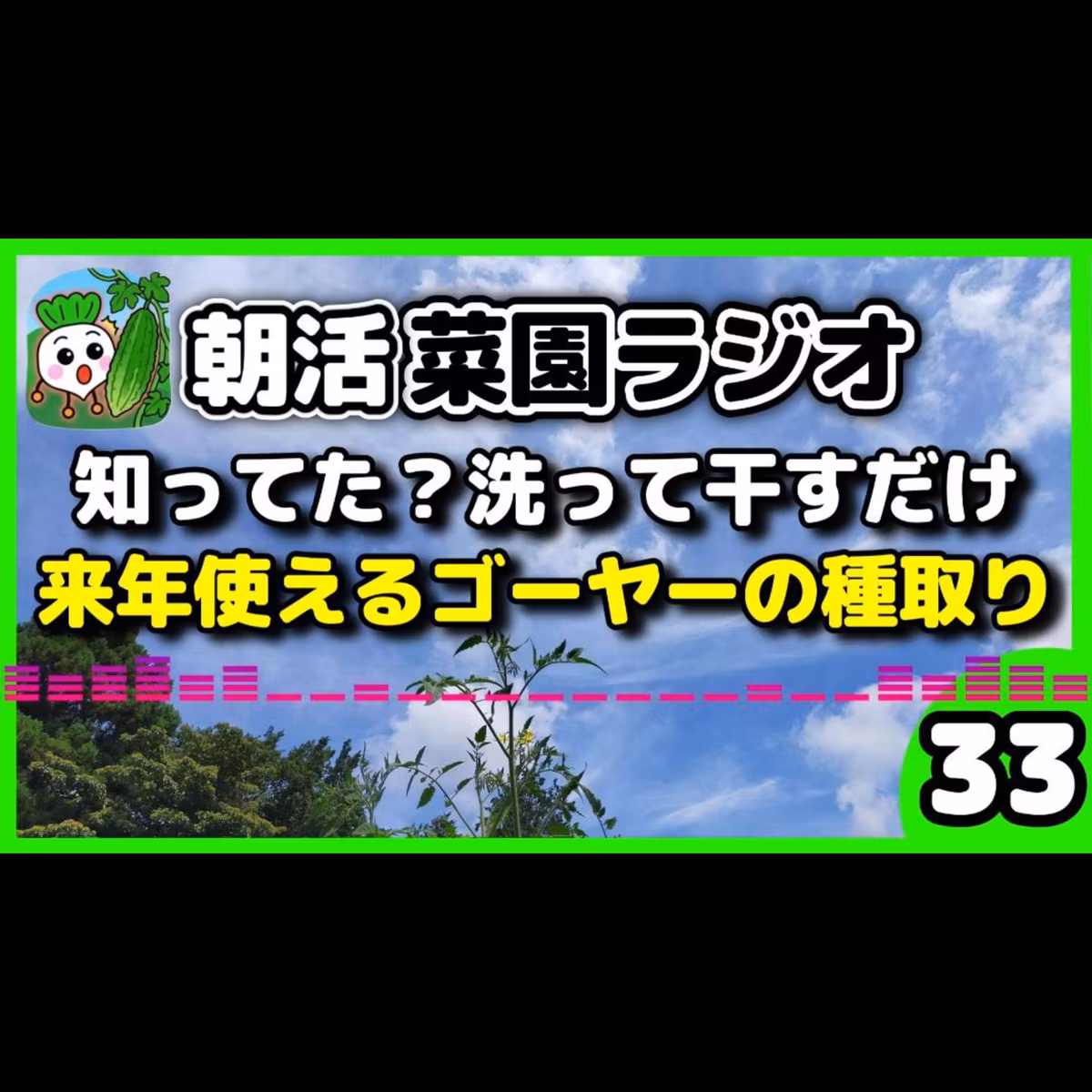 ＜ゴーヤー栽培＞ほったらかしでも育つゴーヤーの秘密となんちゃってシバ漬けレシピ【朝活菜園ラジオ】