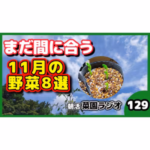 11月の家庭菜園、まだ間に合う｜育てやすい野菜8選【朝活菜園ラジオ】