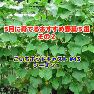 5月に育てるおすすめ野菜５選・その２#43｜ごいちの家庭菜園がおもしろい シーズン１