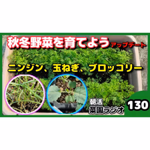プランターで秋冬野菜づくり｜ニンジン・玉ねぎ・ブロッコリーを植える【朝活菜園ラジオ】