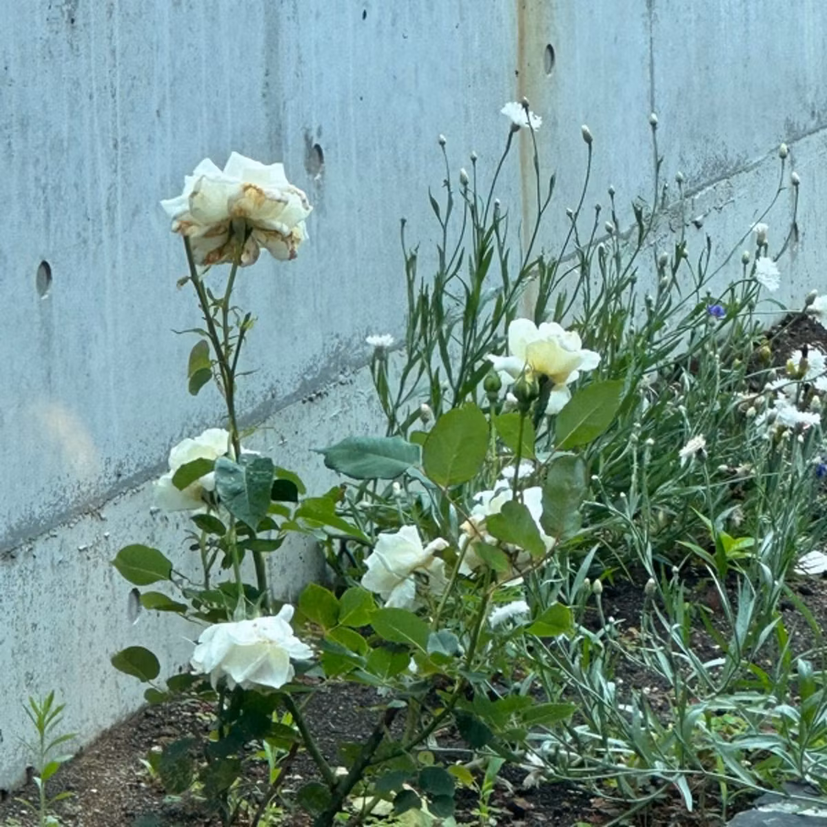 2023.7.6 #717 庭の花とTreadsの話