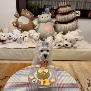 #32　ワン友さんからのメッセージ紹介／ワンコと一緒に行けるオススメのお店紹介