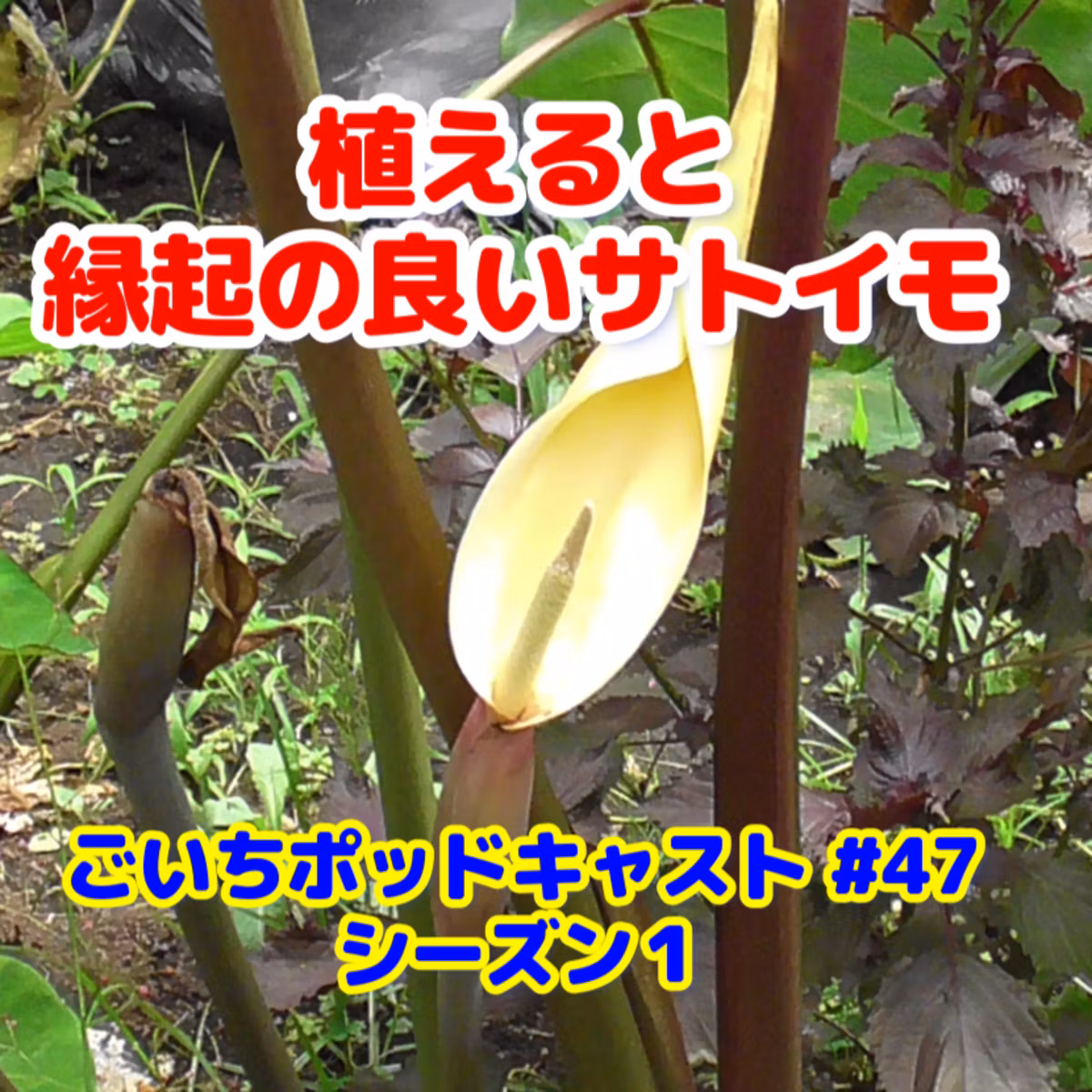 縁起の良いサトイモ#47｜ごいち 家庭菜園がおもしろい シーズン１
