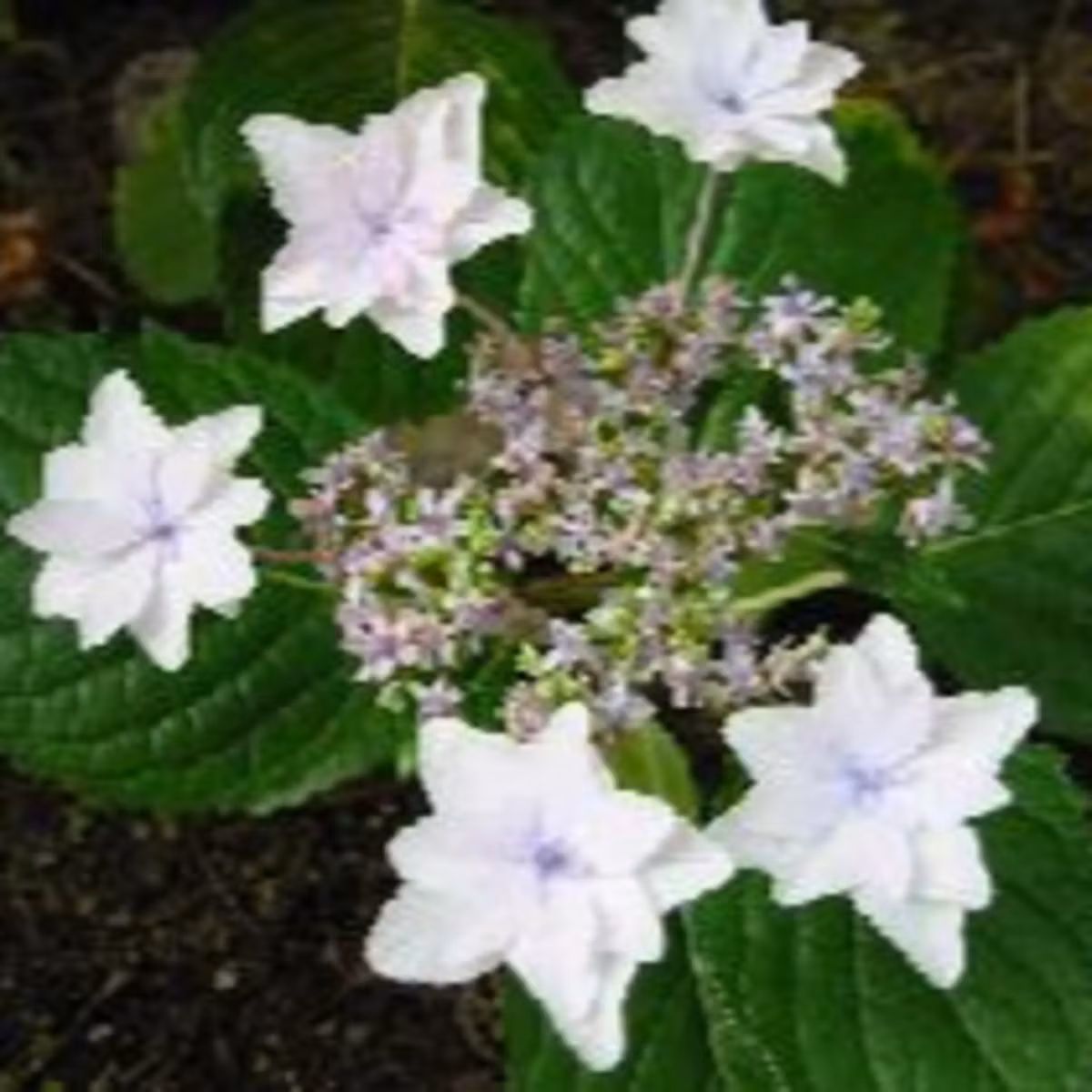 #50 「紫陽花（アジサイ）」