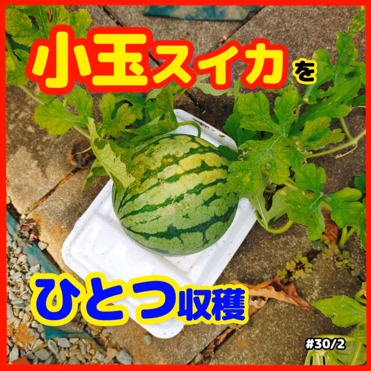 ご報告、プランターで育てている小玉スイカを一つ収穫#30｜ごいち 家庭菜園がおもしろい シーズン２｜Report, Harvest one Kodama watermelon growing in a planter #podcast
