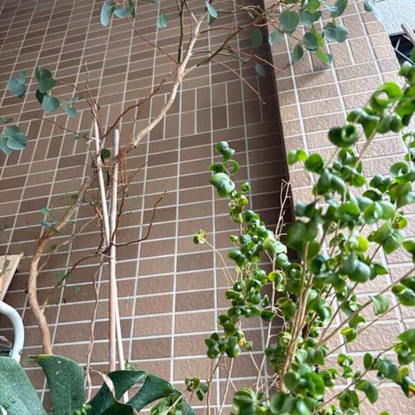 ガーデニングから学べる深さを語ります
