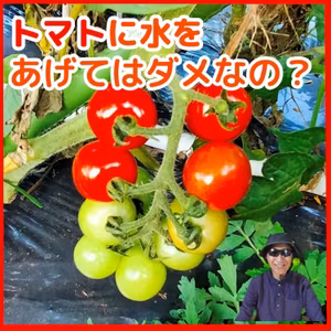 トマトに水をあげてはダメなのか#22｜ごいち 家庭菜園がおもしろい シーズン２｜Is it wrong to water tomatoes #podcast