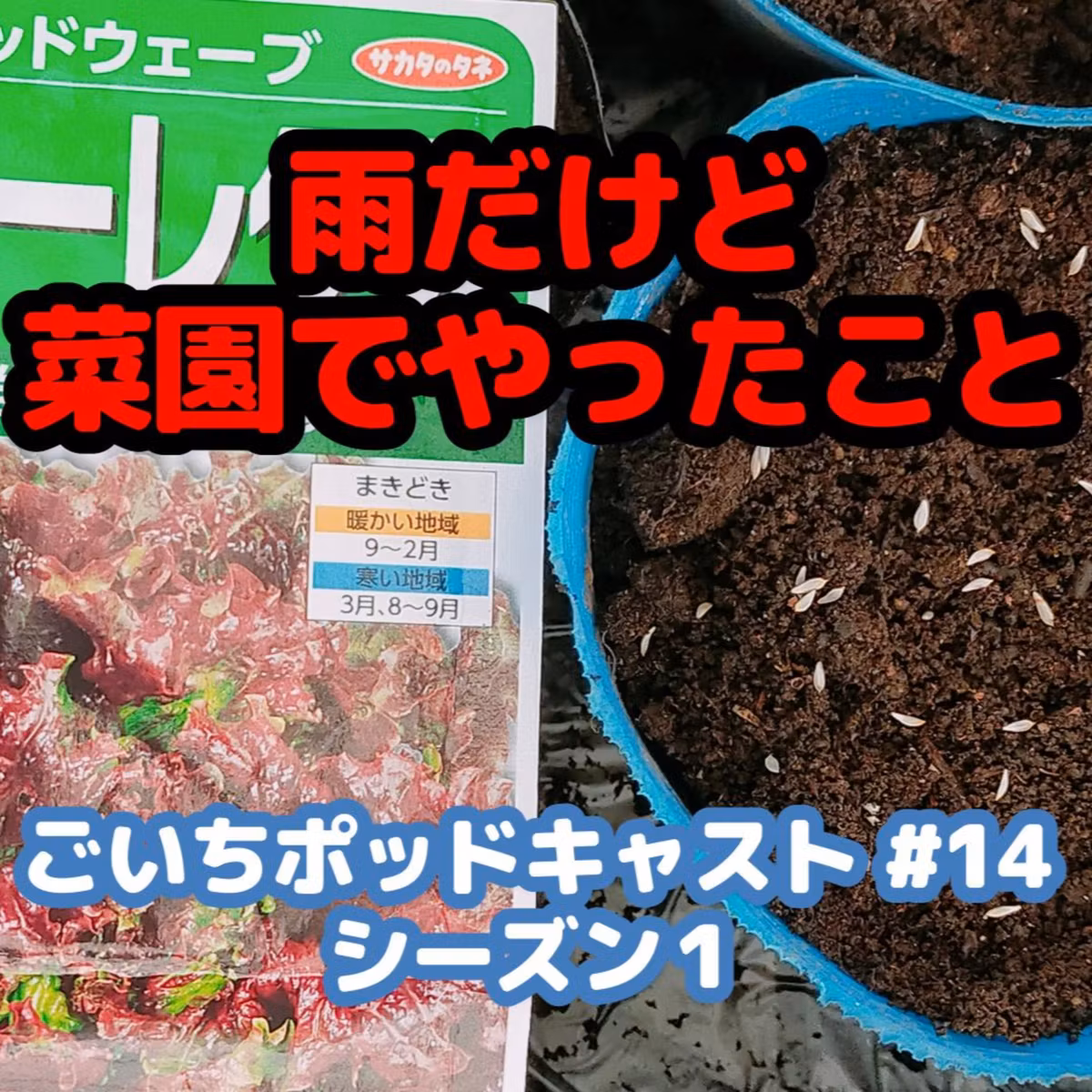 雨だけど菜園でやったこと｜ごいちポッドキャスト#14｜家庭菜園がおもしろい シーズン１